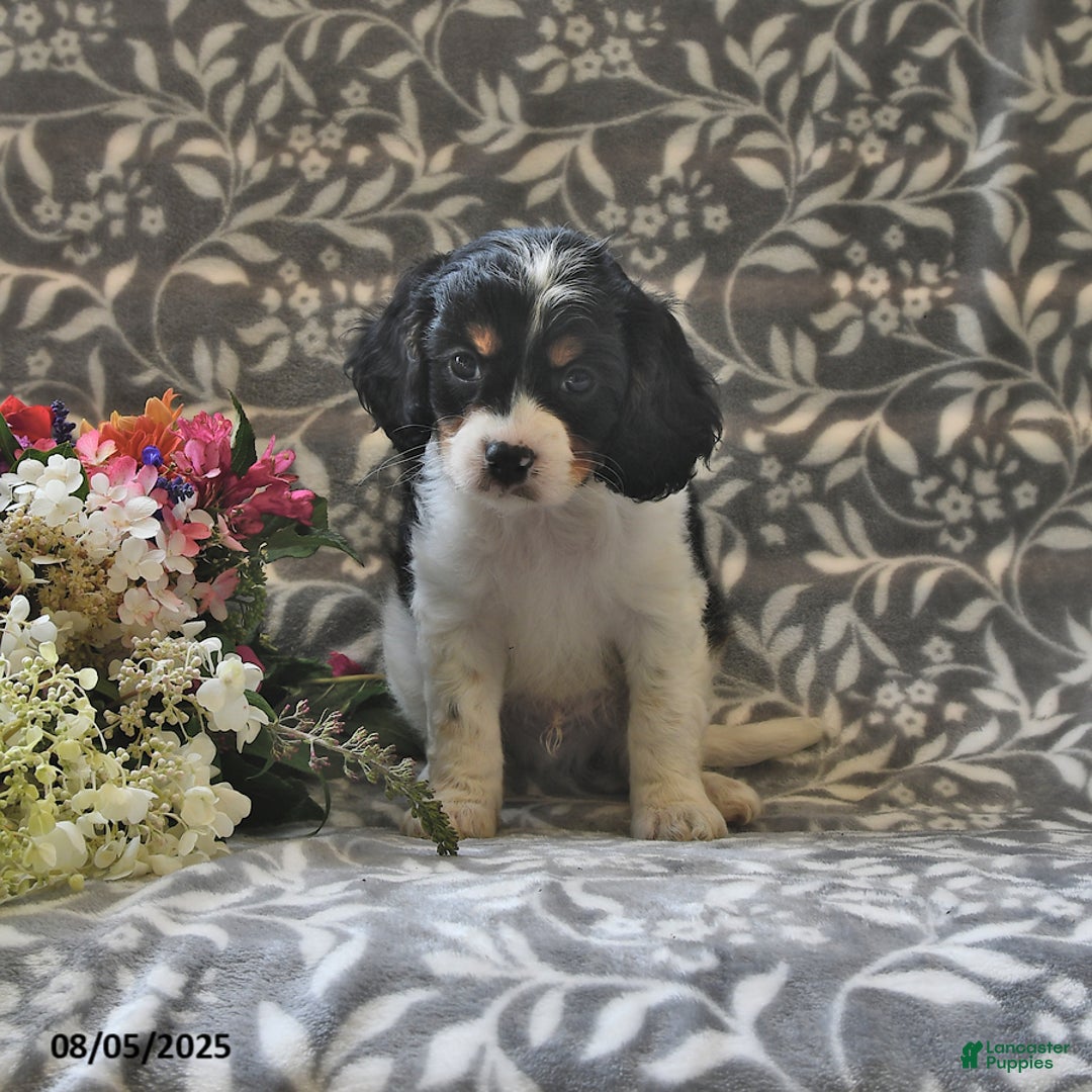 Cavapoo dogs for sale: Blazer - Image 2