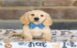 Miniature Dachshund dogs for sale: Theo - Image 5