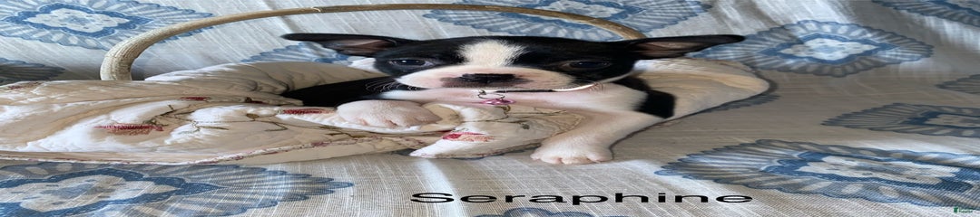 Seraphine