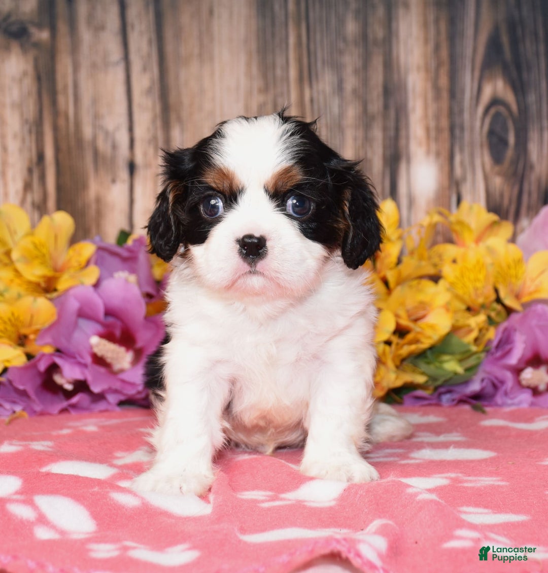 Cavalier King Charles Spaniel dogs for sale: Everest - Image 1