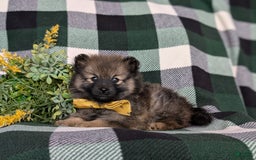 Pomeranian dogs for sale: Kegan - Image 1