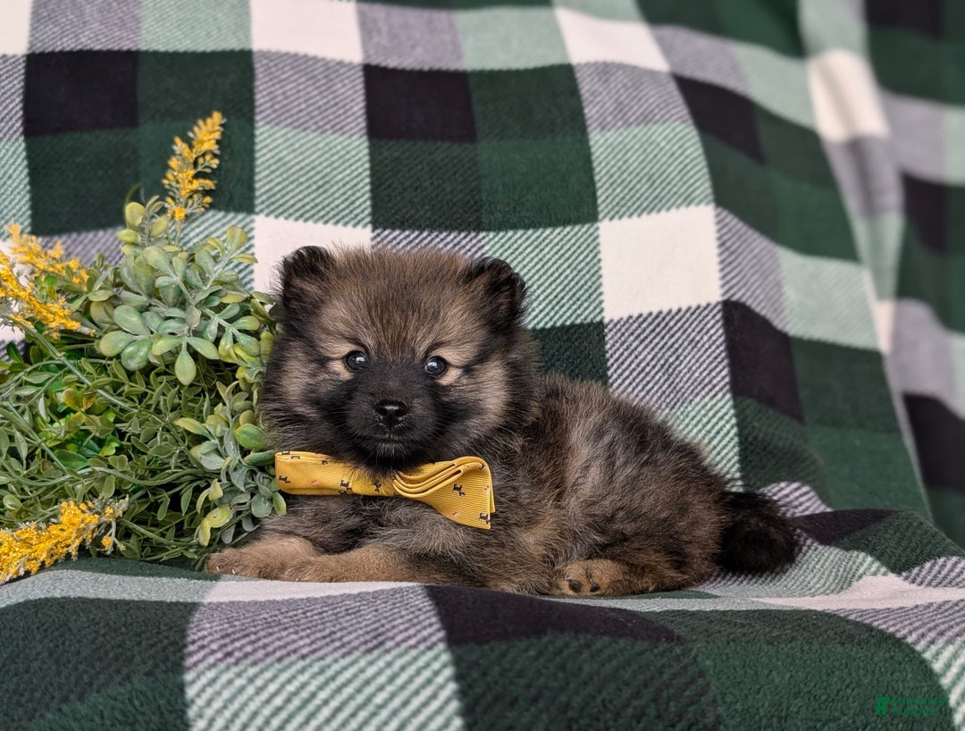 Pomeranian dogs for sale: Kegan - Image 1