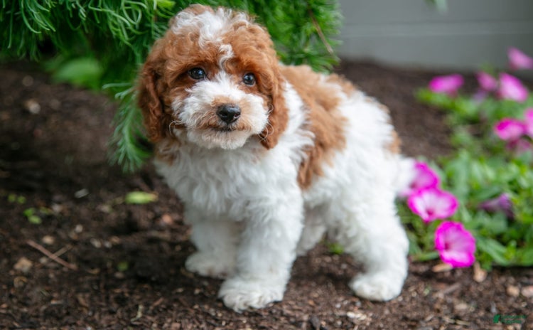 Miniature Poodle dogs for sale - Ad 2