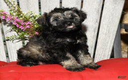 Miniature Schnauzer dogs for sale: Misty - Image 6