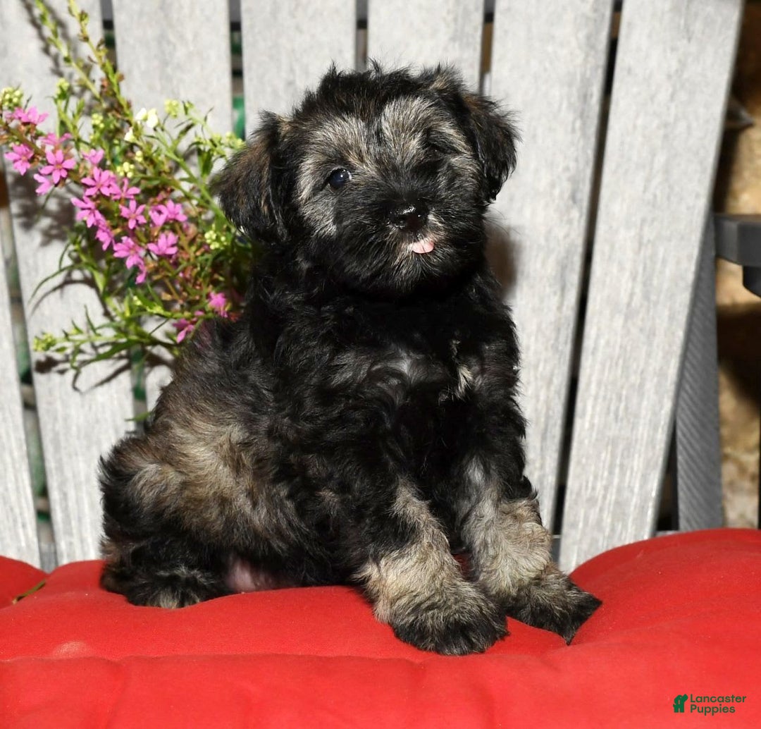 Miniature Schnauzer dogs for sale: Misty - Image 6