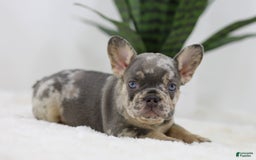 French Bulldog dogs for sale: Mario - Image 8