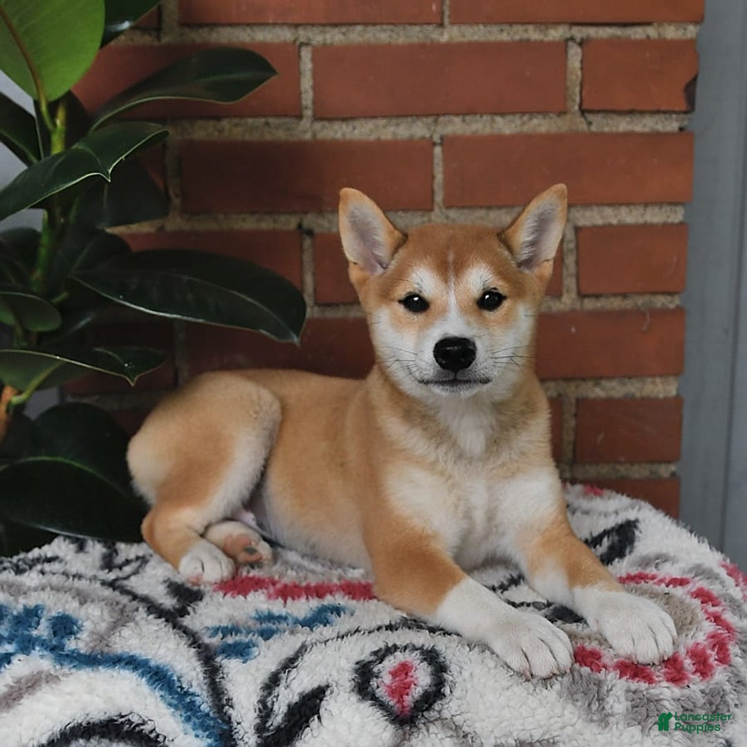 Shiba Inu dogs for sale: Daisy - Image 5