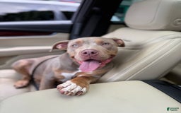 American Bully dogs for sale: Diamond - Image 7