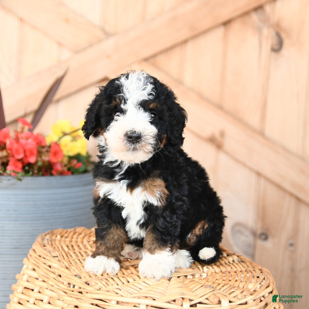 Mini Bernedoodle dogs for sale: Sterling - Image 3