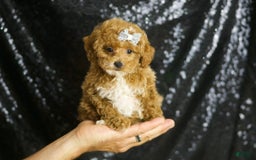 Toy Poodle dogs for sale: Philly - Image 1