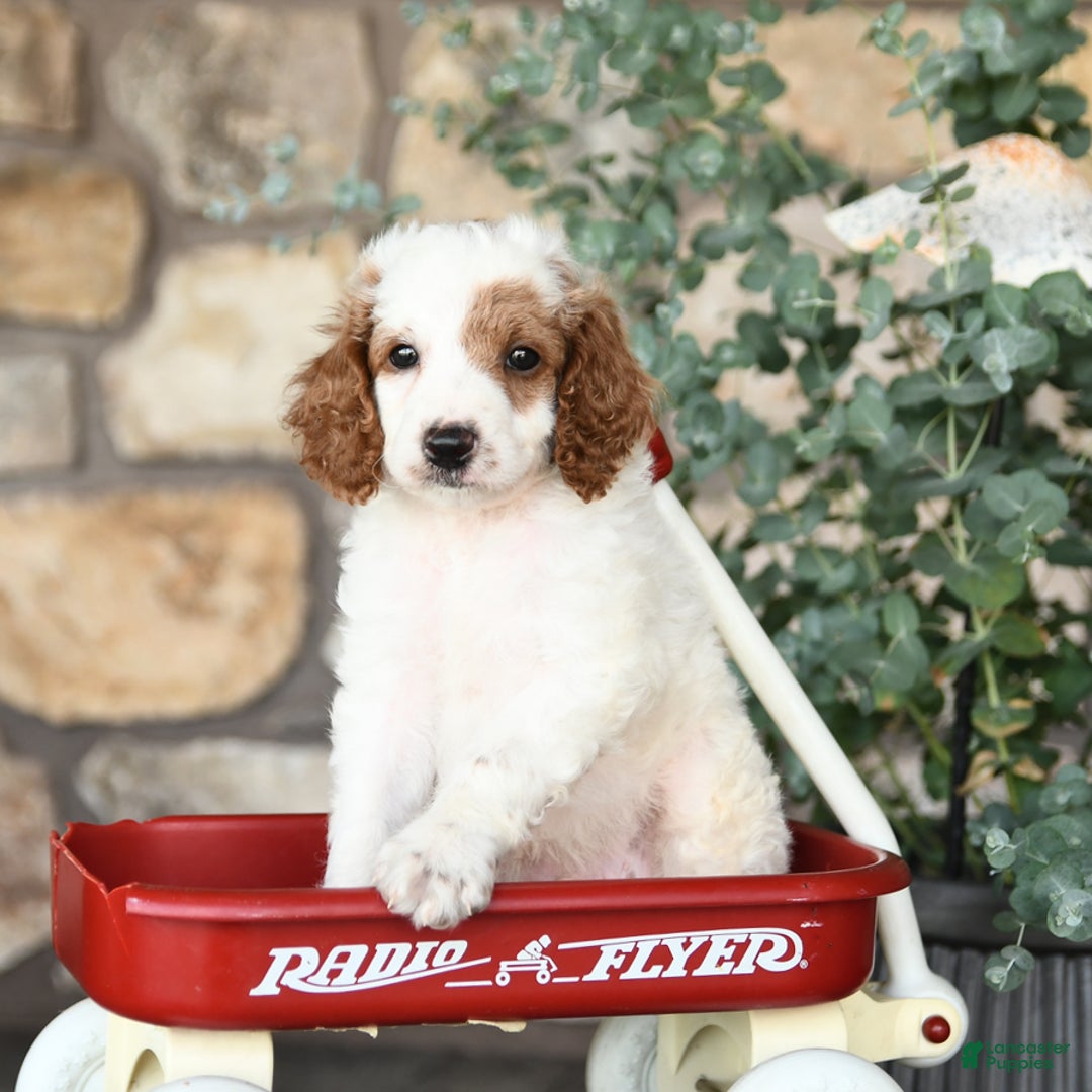 Mini Goldendoodle dogs for sale: Patches - Image 2