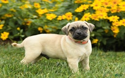 Jug dogs for sale: Henry - Image 3