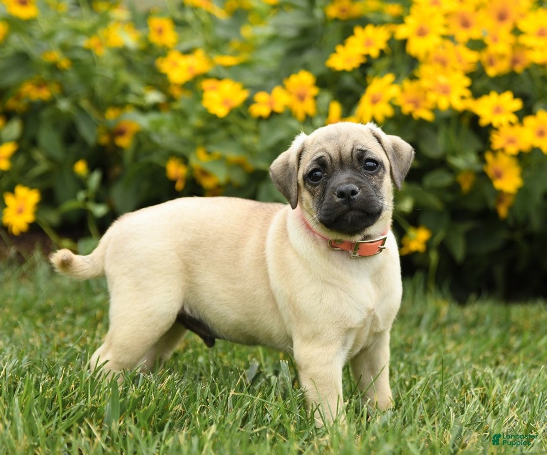 Jug dogs for sale: Henry - Image 3