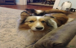 Shetland Sheepdog dogs for sale: A - Image 5