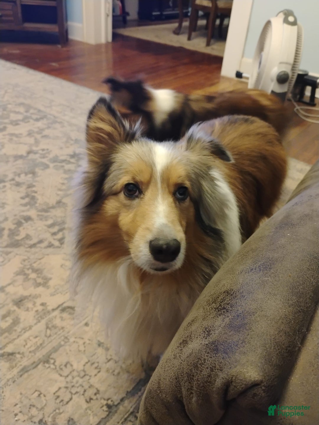 Shetland Sheepdog dogs for sale: A - Image 5