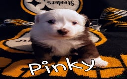 Miniature Australian Shepherd dogs for sale: Pinky - Image 1