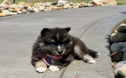 Pomsky dogs for sale: Crystal - Image 3