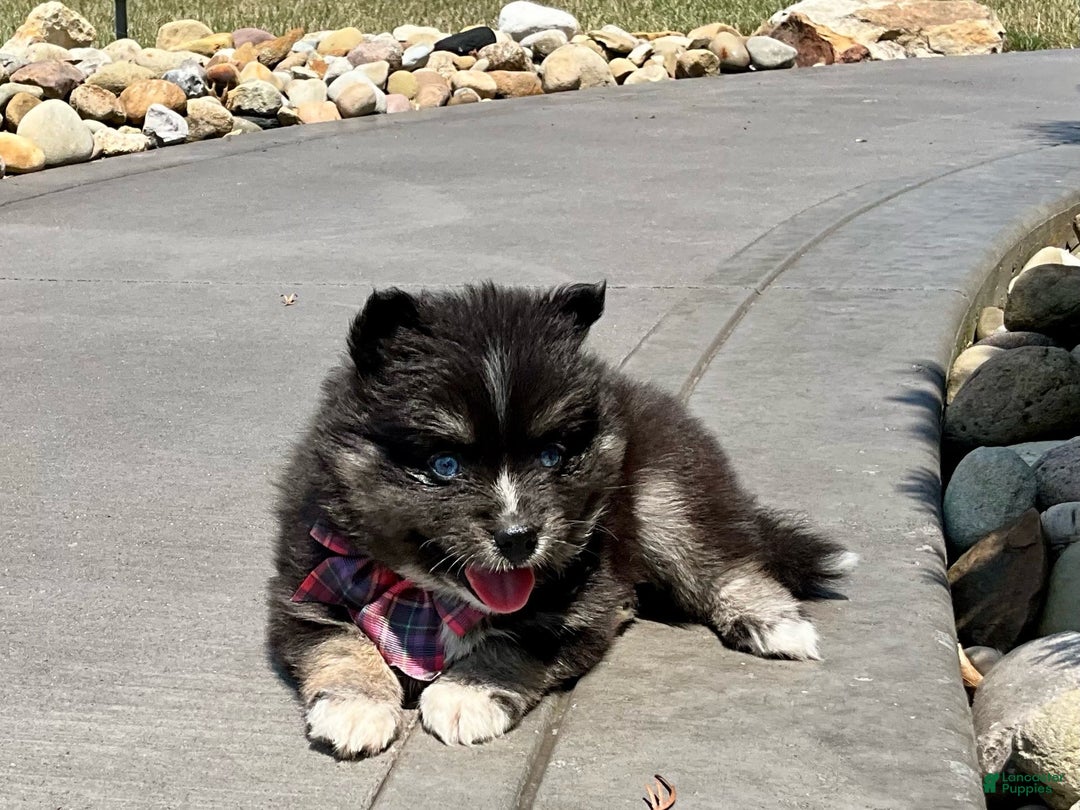 Pomsky dogs for sale: Crystal - Image 3