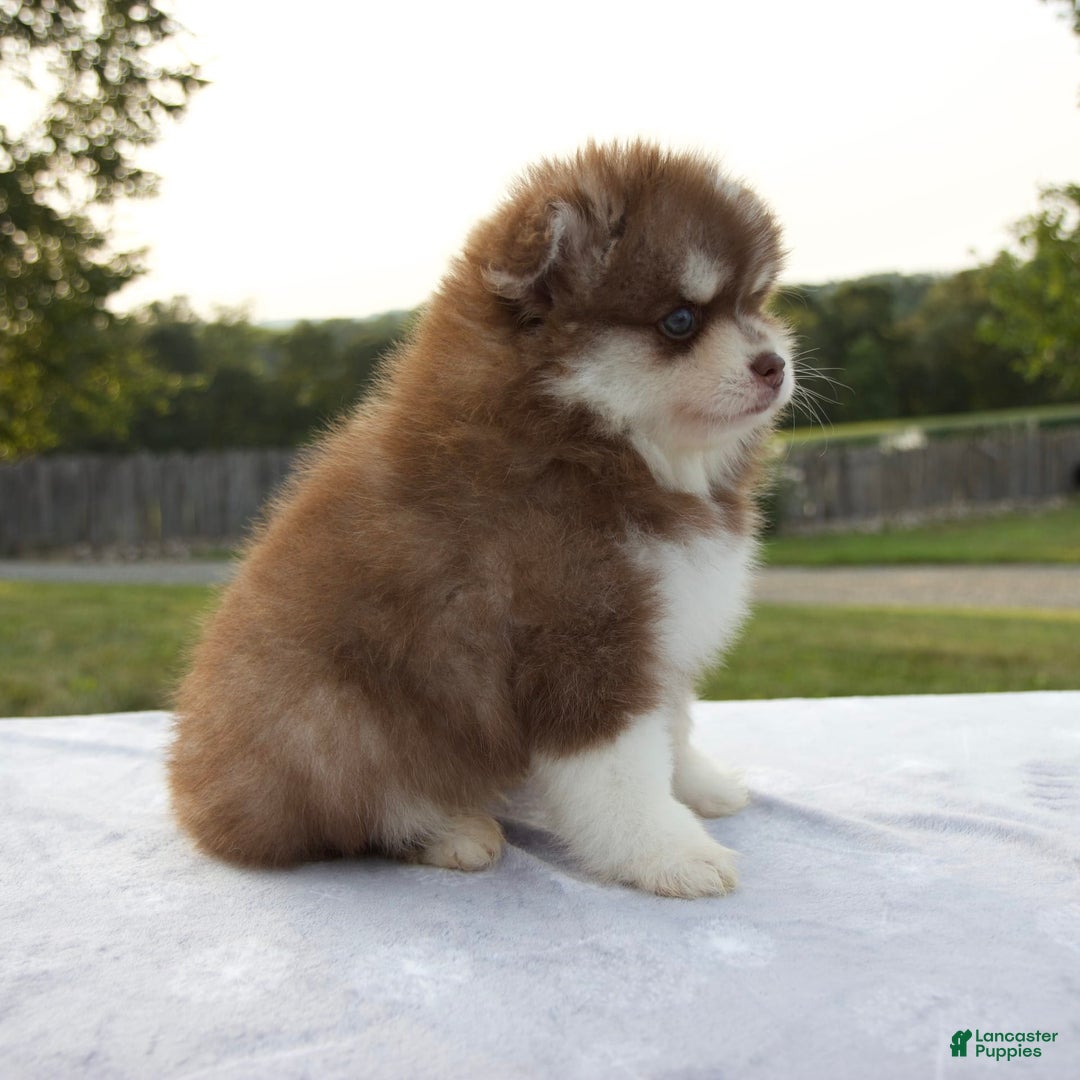 Pomsky dogs for sale: Ramsey - Image 5