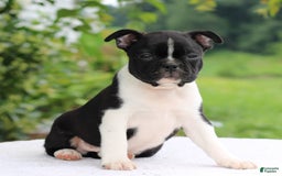 Boston Terrier dogs for sale: Clayton - Image 4