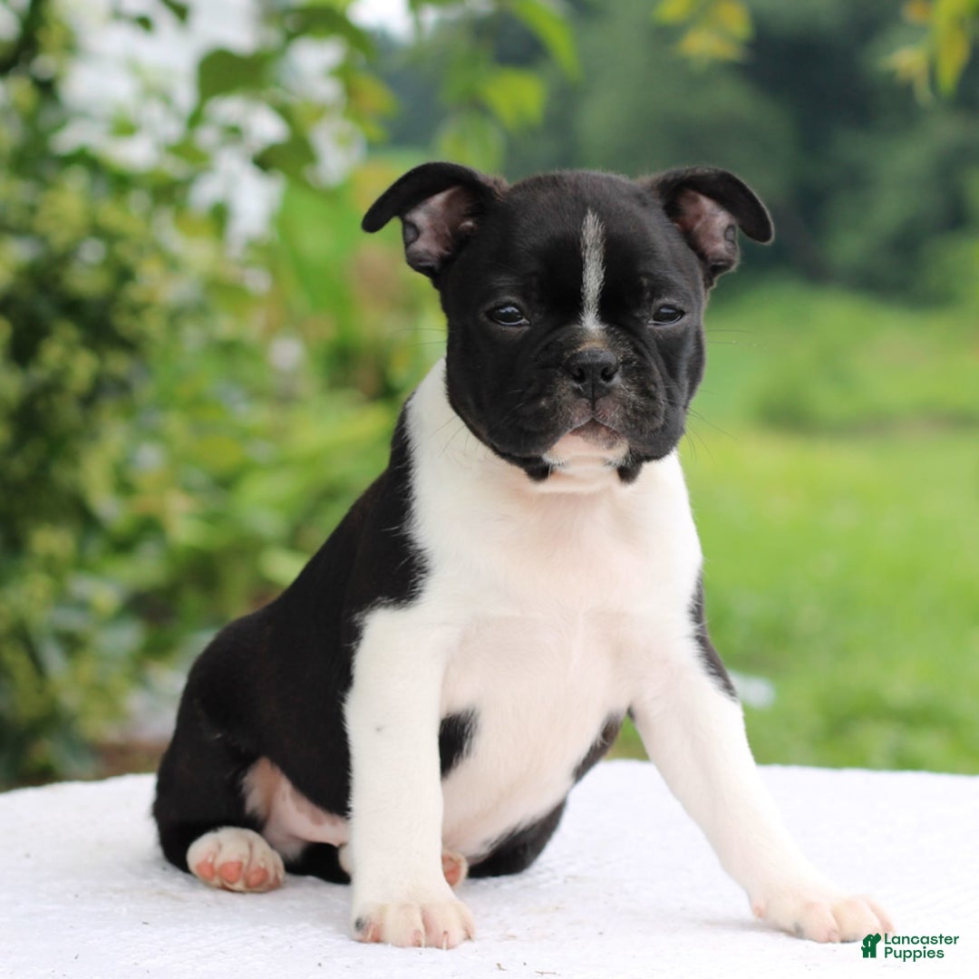 Boston Terrier dogs for sale: Clayton - Image 4