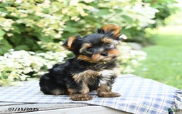 Yorkshire Terrier dogs for sale: Rover - Image 5