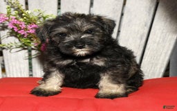 Miniature Schnauzer dogs for sale: Tinker - Image 7
