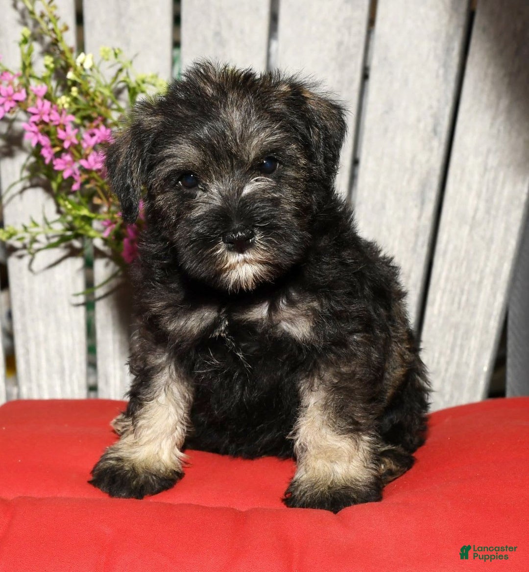 Miniature Schnauzer dogs for sale: Tinker - Image 7