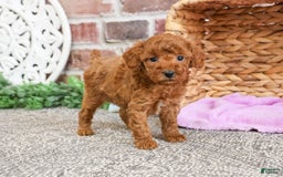 Miniature Poodle dogs for sale: Glamour - Image 5