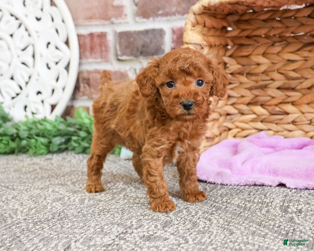 Miniature Poodle dogs for sale: Glamour - Image 5