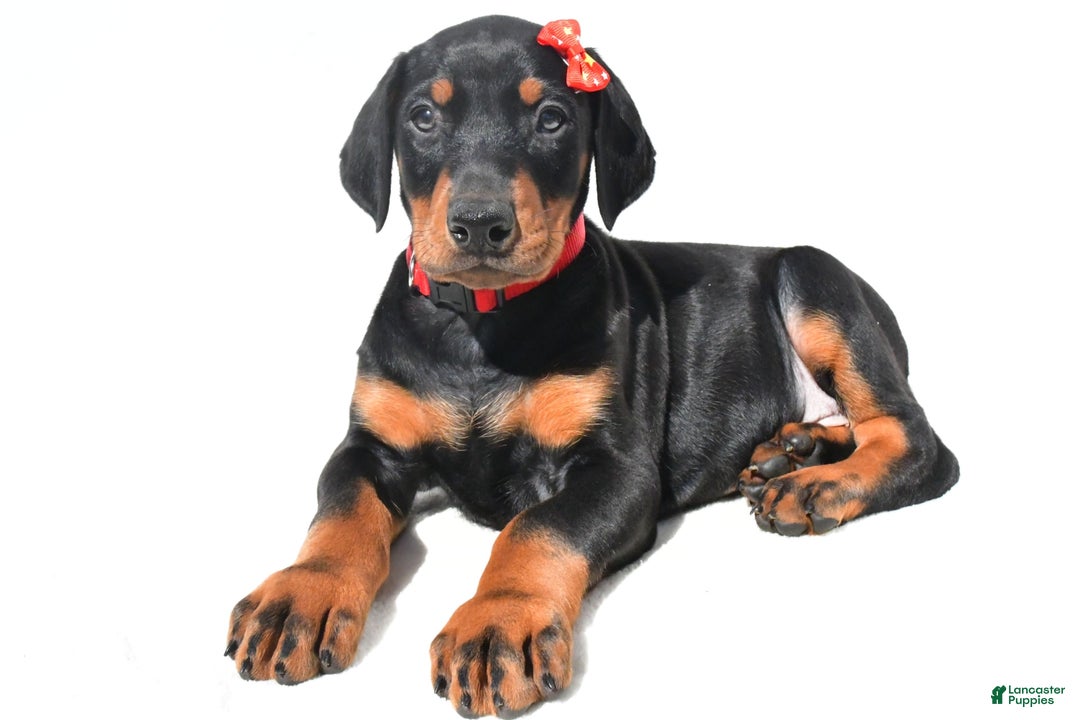 Miniature Pinscher dogs for sale: Skipper - Image 1