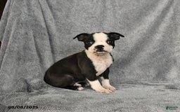 Boston Terrier dogs for sale: Luke - Image 2