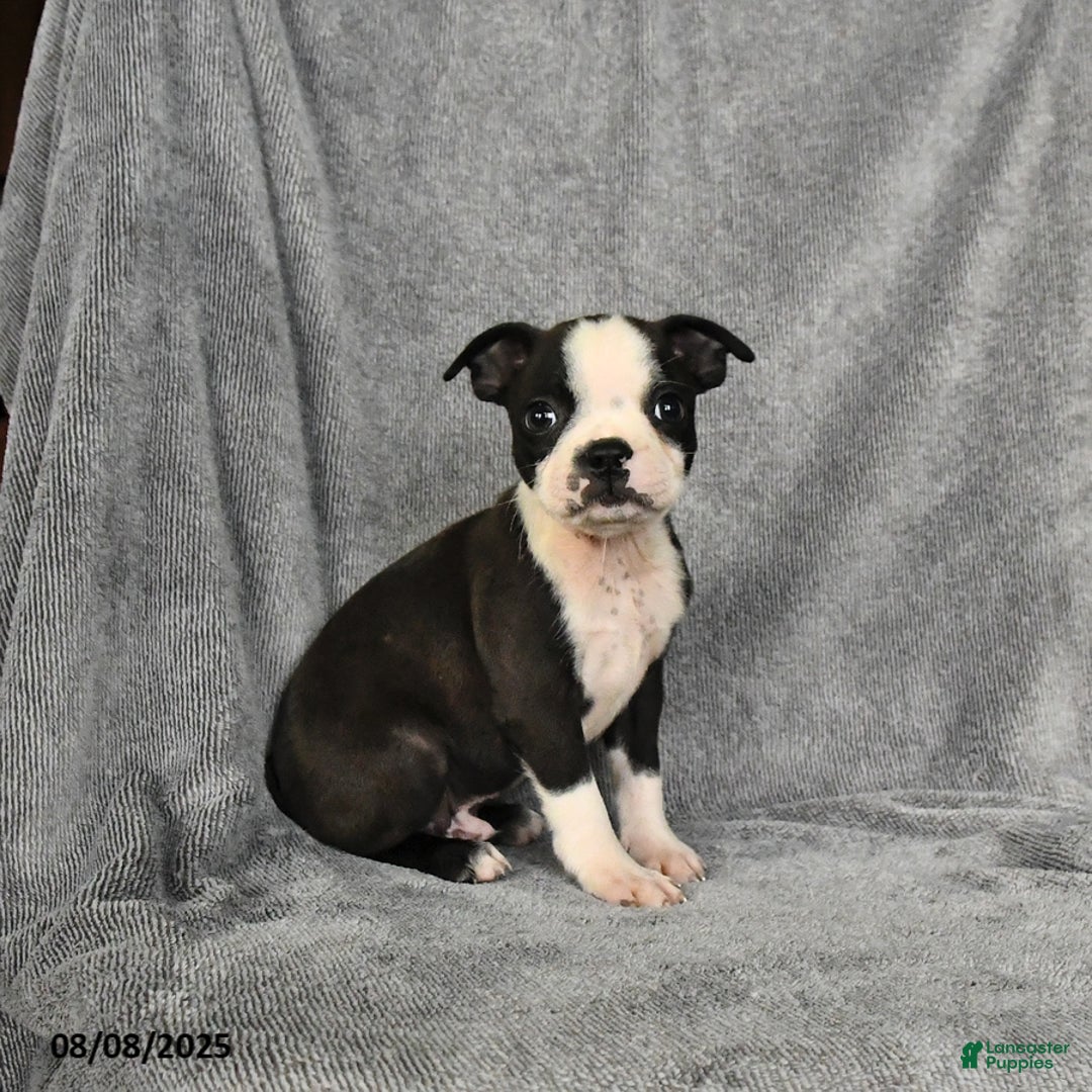 Boston Terrier dogs for sale: Luke - Image 2