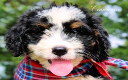 Mini Bernedoodle dogs for sale: Finnagan - Image 4