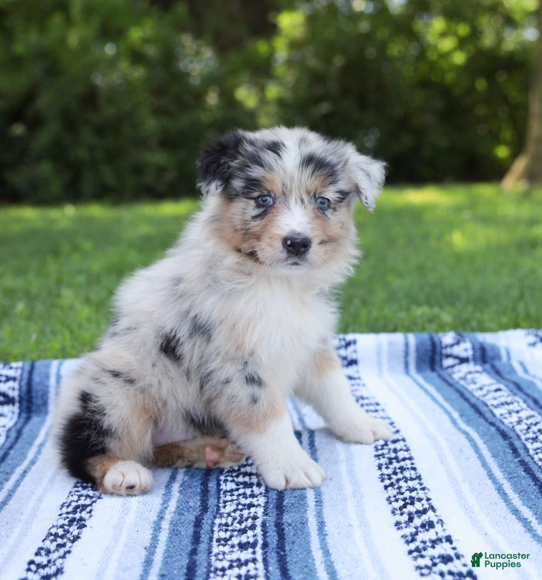 Australian Shepherd dogs for sale: Georgia - Image 6