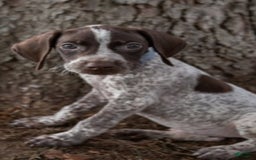 German Shorthaired Pointer dogs for sale: Bow - Image 1