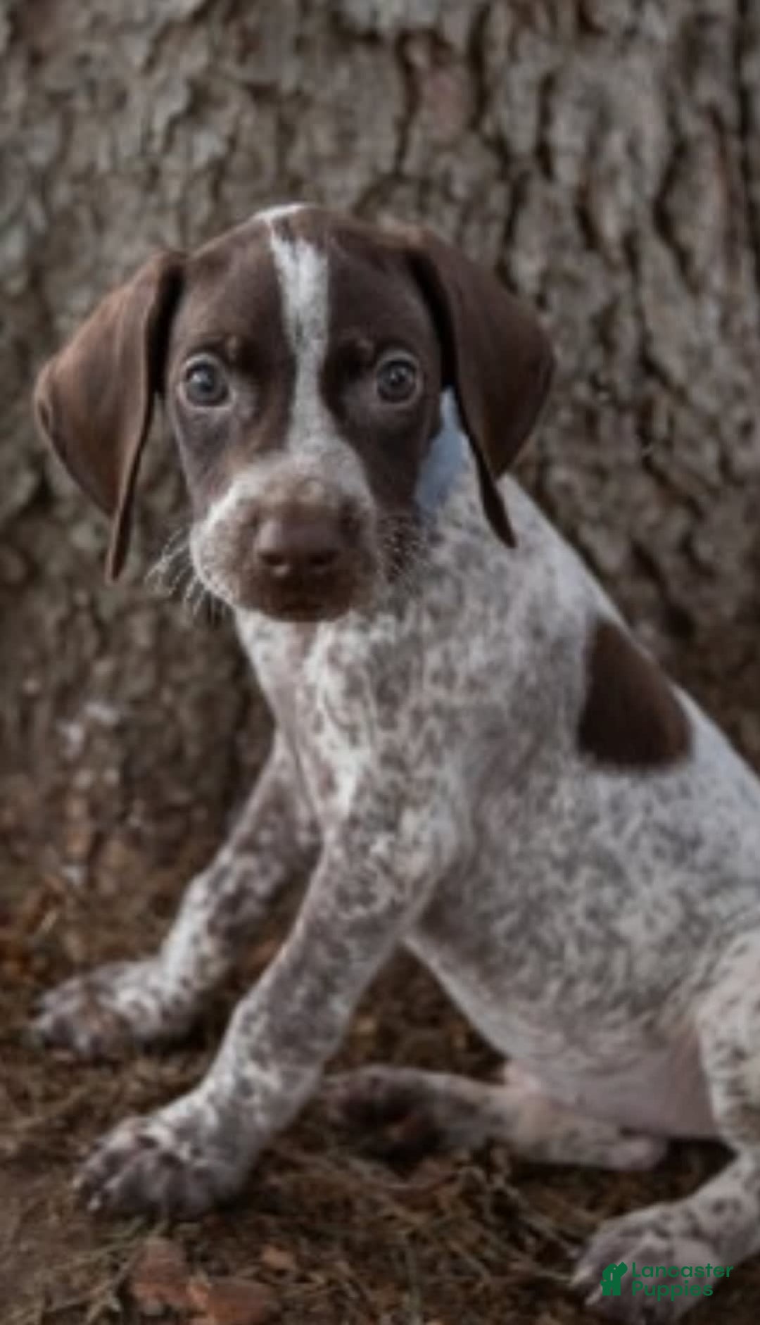 German Shorthaired Pointer dogs for sale: Bow - Image 1