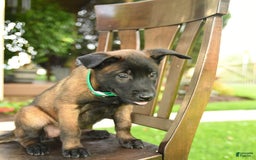 Belgian Malinois dogs for sale: Asia - Image 3