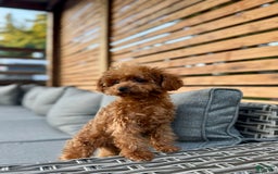 Toy Poodle dogs for sale: Premium Teacup Female - Image 4