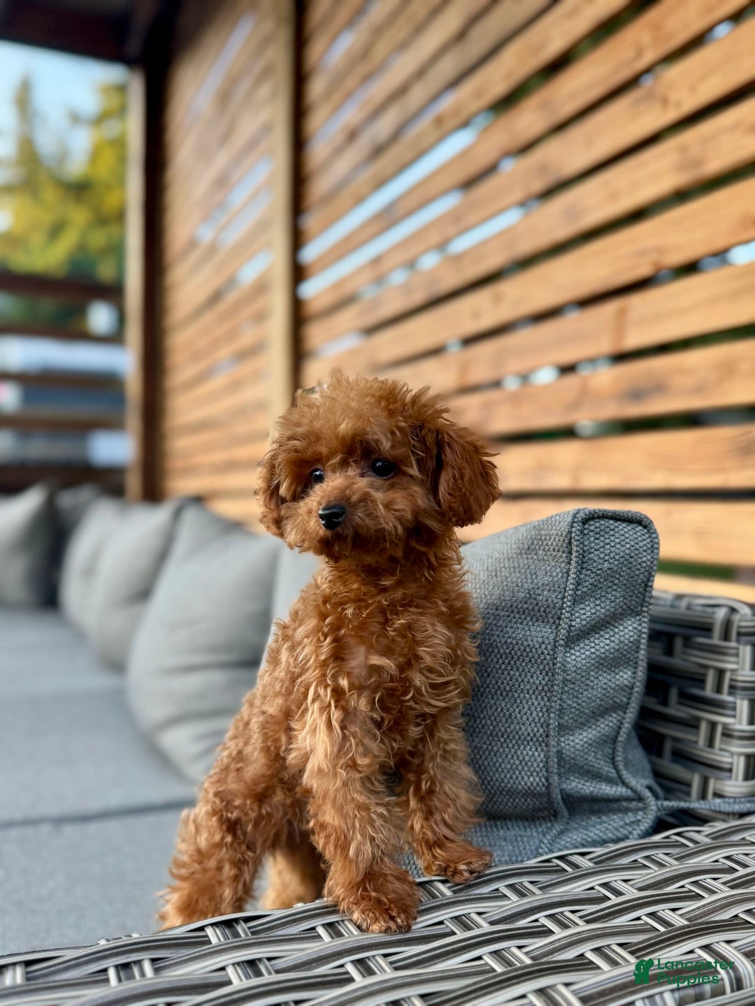 Toy Poodle dogs for sale: Premium Teacup Female - Image 4