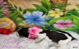 English Springer Spaniel dogs for sale: Cookie - Image 1