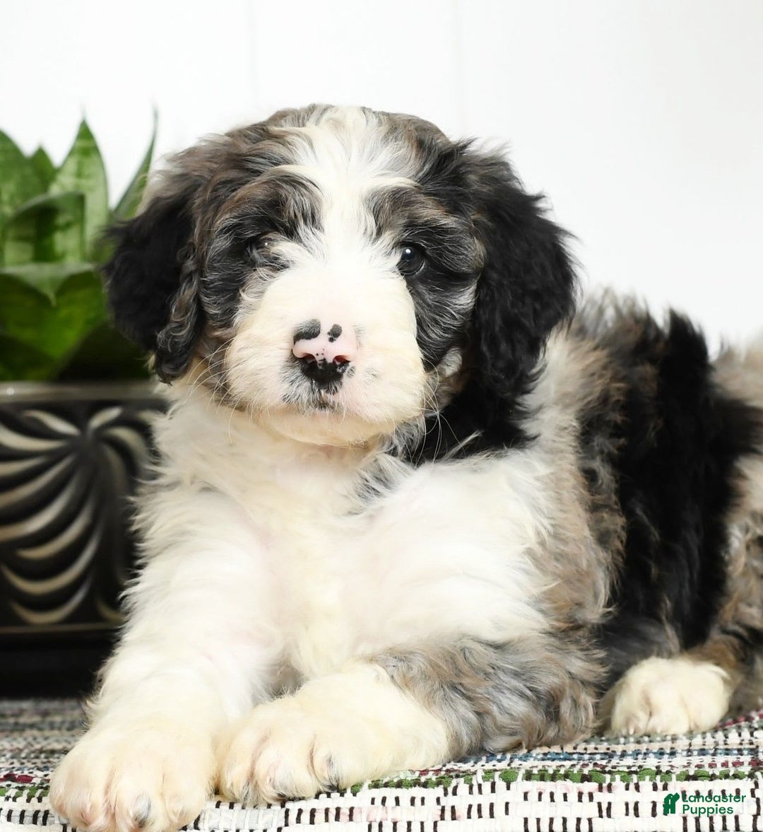 Aussiedoodle dogs for sale: Tucker - Image 7