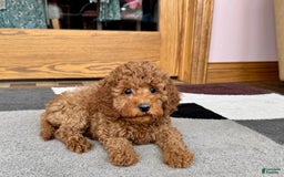 Cockapoo dogs for sale: Waylon - Image 9