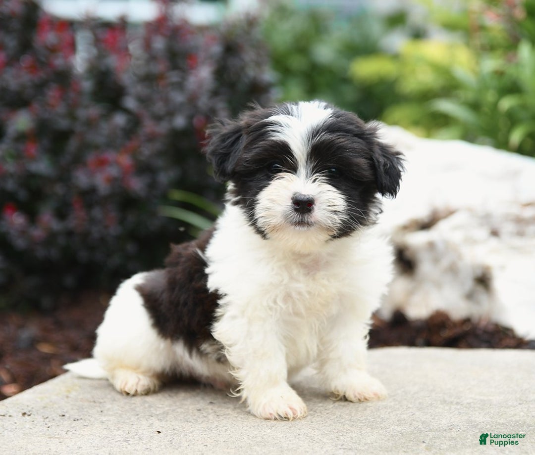 Malshi dogs for sale: Moose Tracks - Image 6