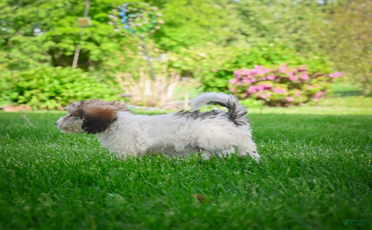Bichpoo dogs for sale - Ad 4