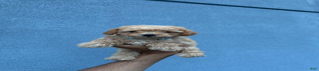 Tim