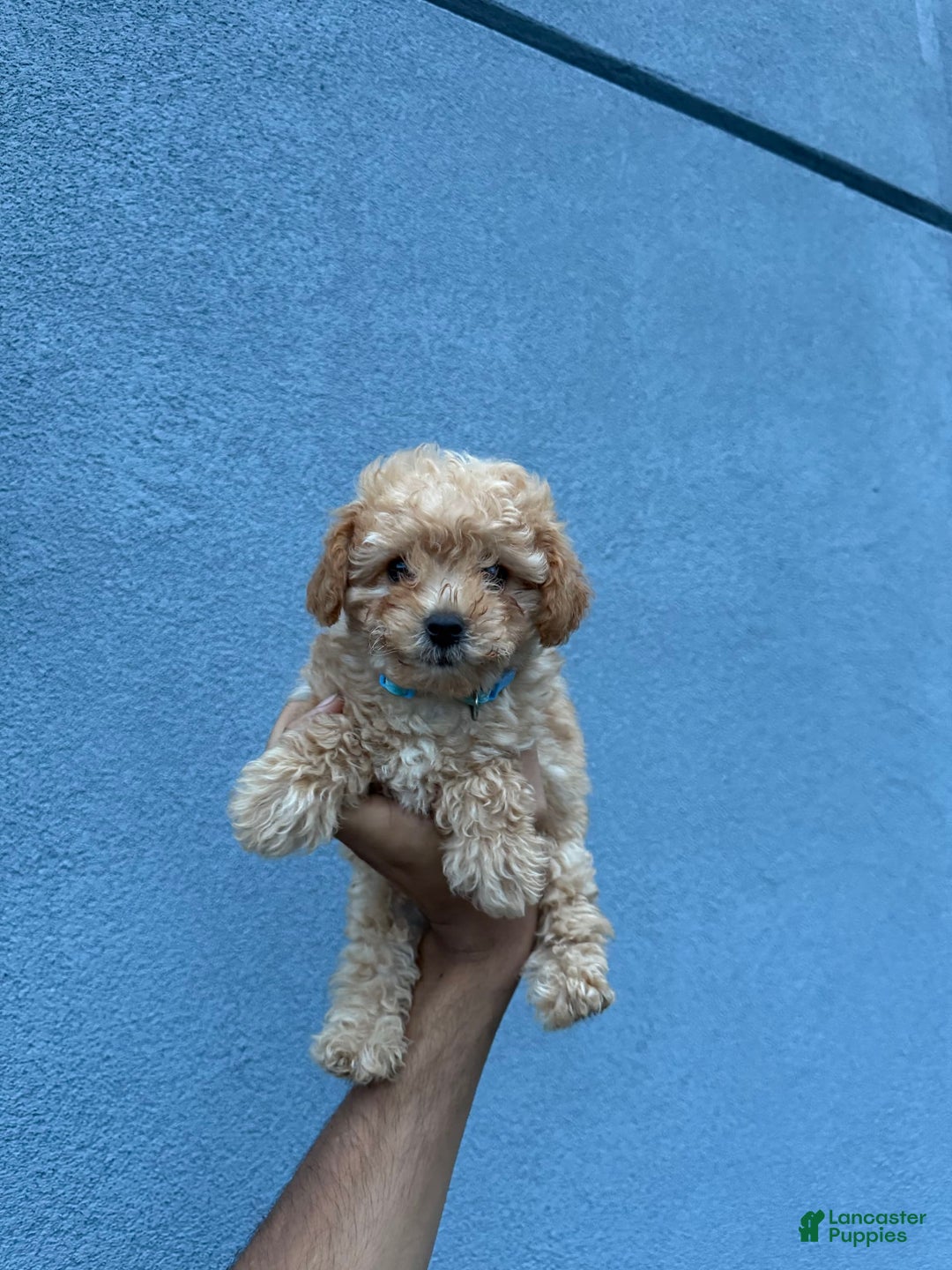 Toy Poodle dogs for sale: Tim - Image 2
