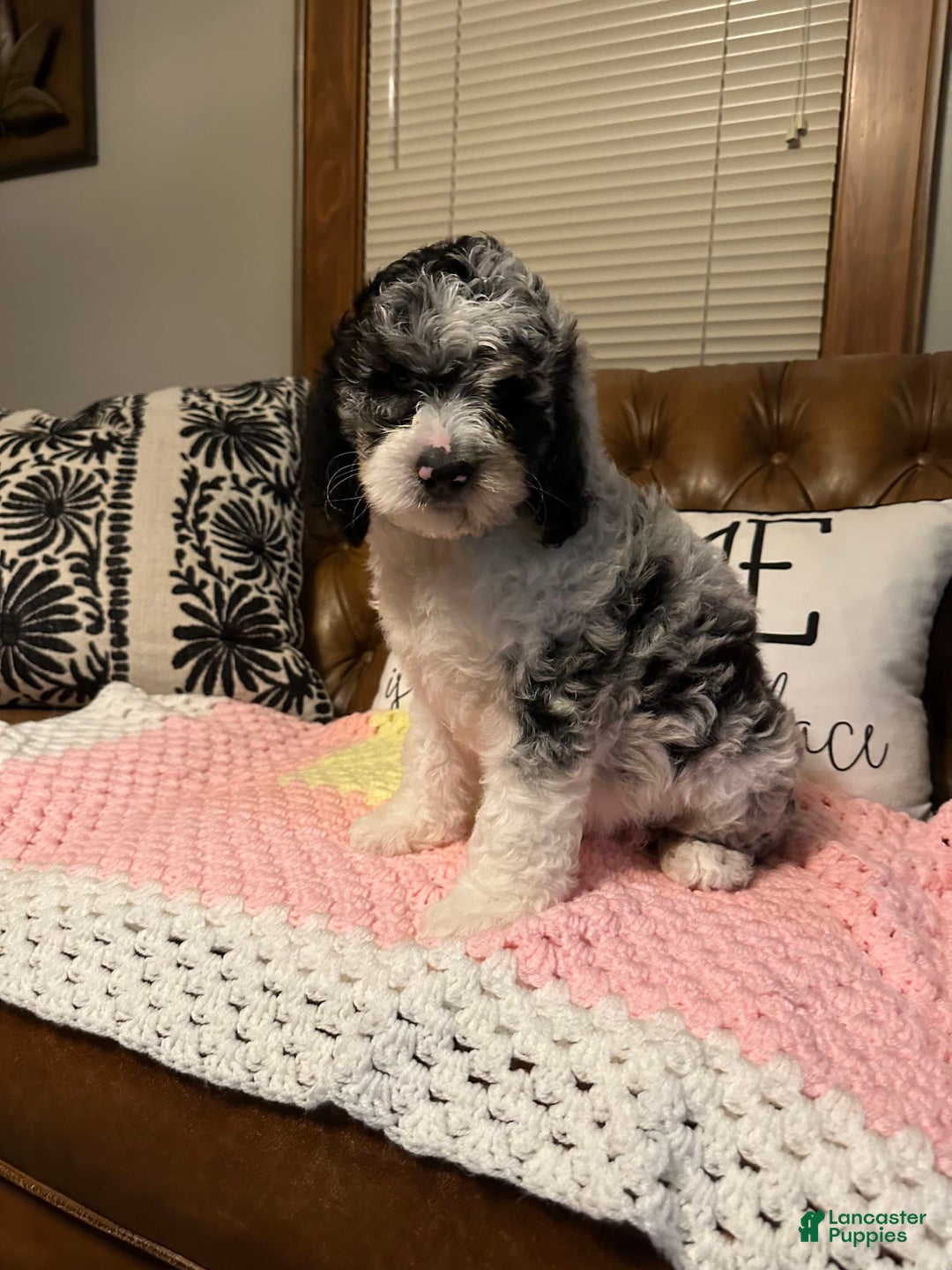 Labradoodle dogs for sale: Multigenerational Coco - Image 12