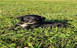 Bernese Mountain Dog dogs for sale: Bernese Mountain Dog 8 puppies - Image 1