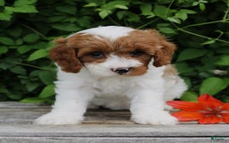 Cavapoo dogs for sale: Cavapoo 5 puppies - Image 17